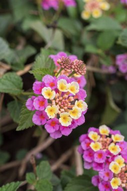 Parlak renkli lantana çiçekleri, parlak pembe taç yaprakları ve zengin yeşil arka planda sarı merkezler.