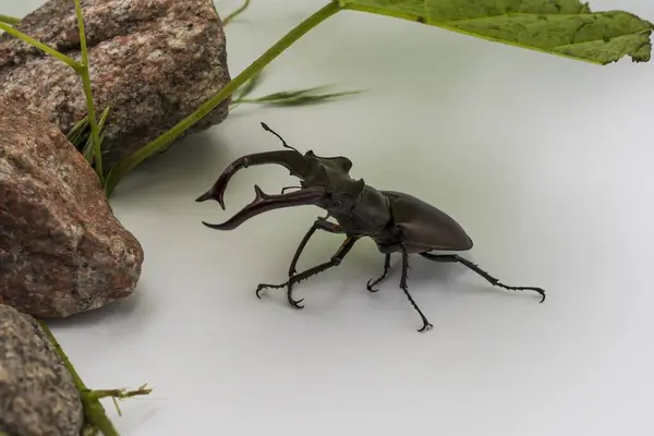 Yeşil yaprak ve granit taşın üzerinde duran büyük çene kemikleri olan görkemli erkek geyik böceğinin yakın çekimi.