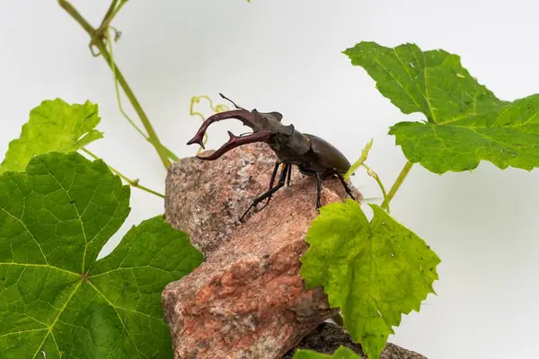 Büyük geyik böceği granit taşın üzerinde beyaz arka planda taze yeşil üzüm yaprakları arasında