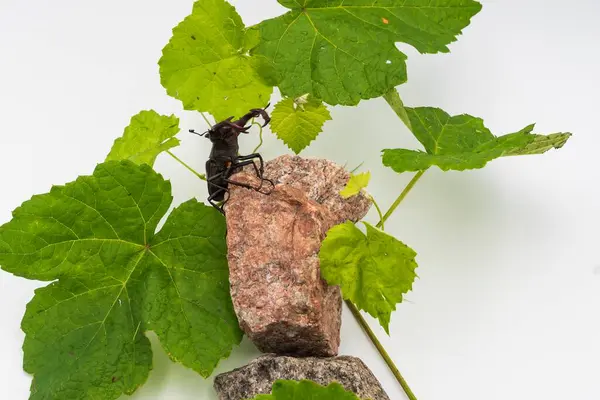 Büyük geyik böceği granit taşın üzerinde beyaz arka planda taze yeşil üzüm yaprakları arasında