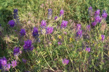 Parlak mor leylak çiçekleri bir yaz çayırında çiçek açıyor..
