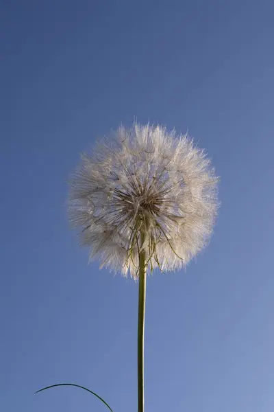 Güneşli bir günde açık mavi gökyüzüne karşı pofuduk bir karahindiba tohumu kafasının yakın çekimi. Tragopogon zayıflıyor.