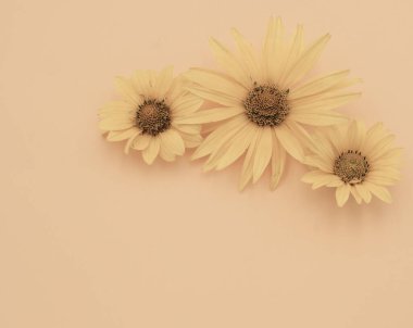 Bahar dekorasyonu ve tasarımı için taze sarı bahçe çiçeklerinin minimalist düzenlenmesi. Botanik baskılar, tebrik kartları veya duvar kağıtları için doğal çiçek kümesi.