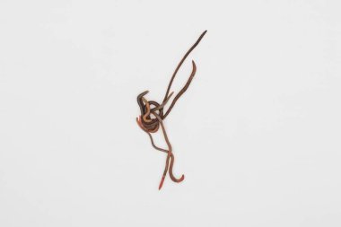 Beyaz Arkaplanda Balık Yemi İçin Taze Solucanlar