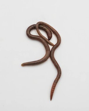 Beyaz Arkaplanda Balık Yemi İçin Taze Solucanlar