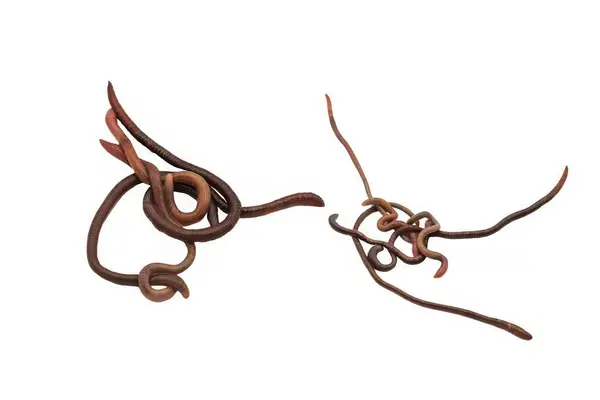 Beyaz Arkaplanda Balık Yemi İçin Taze Solucanlar