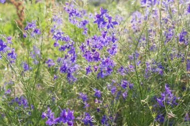 Vahşi mor tarlakuşu çiçekleri, yumuşak ışıkta yeşil bir yaz çayırında çiçek açar. Doğal manzara..