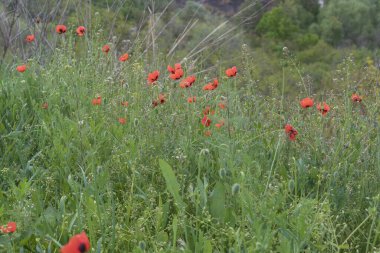 Kırlarda açan kırmızı gelincikler, güneşli bir sabahta rüzgarda sallanan gelincikler. Kırmızı çiçekli bitki arka planı ve bulanık yeşil arkaplan.
