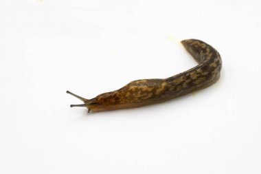 Kahverengi Bahçe Sümüklüböceği Beyaz Yüzey Macro Omurgasızı Resmine İlerliyor