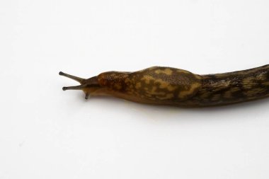 Kahverengi Bahçe Sümüklüböceği Beyaz Yüzey Macro Omurgasızı Resmine İlerliyor