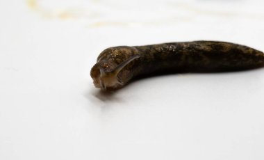 Kahverengi Bahçe Sümüklüböceği Beyaz Yüzey Macro Omurgasızı Resmine İlerliyor