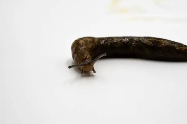 Kahverengi Bahçe Sümüklüböceği Beyaz Yüzey Macro Omurgasızı Resmine İlerliyor