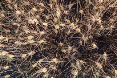 Olgun buğday kulaklarının günbatımında tarlaya yakın görüntüsü. Organik tarım ve hasat mevsimi. Doğal arkaplan.