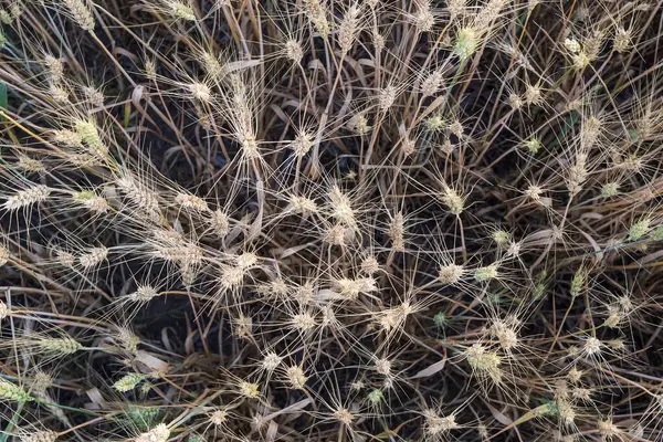 Olgun buğday kulaklarının günbatımında tarlaya yakın görüntüsü. Organik tarım ve hasat mevsimi. Doğal arkaplan.