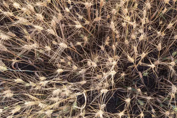 Olgun buğday kulaklarının günbatımında tarlaya yakın görüntüsü. Organik tarım ve hasat mevsimi. Doğal arkaplan.