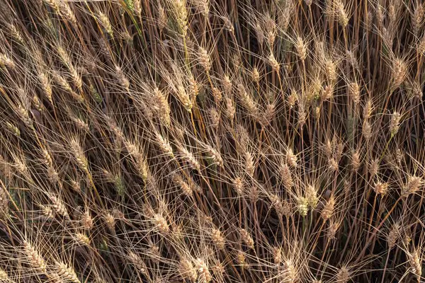 Olgun buğday kulaklarının günbatımında tarlaya yakın görüntüsü. Organik tarım ve hasat mevsimi. Doğal arkaplan.