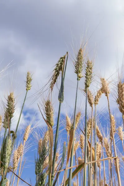 Yazın mavi gökyüzüne karşı buğday kulakları Aşağıdan yakın çekim görüntüsü