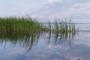 Yeşil sazlıklar ve nehir kıyısındaki sudaki yansıma ile sulak alanların sakin manzarası