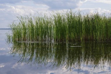 Yeşil sazlıklar ve nehir kıyısındaki sudaki yansıma ile sulak alanların sakin manzarası