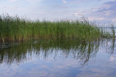 Yeşil sazlıklar ve nehir kıyısındaki sudaki yansıma ile sulak alanların sakin manzarası