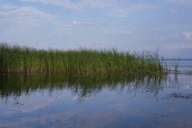 Yeşil sazlıklar ve nehir kıyısındaki sudaki yansıma ile sulak alanların sakin manzarası