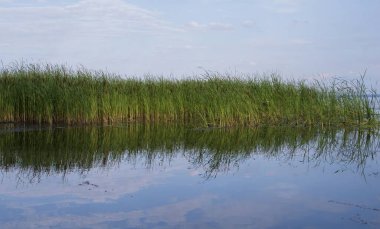 Yeşil sazlıklar ve nehir kıyısındaki sudaki yansıma ile sulak alanların sakin manzarası