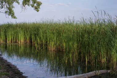 Yeşil sazlıklar ve nehir kıyısındaki sudaki yansıma ile sulak alanların sakin manzarası