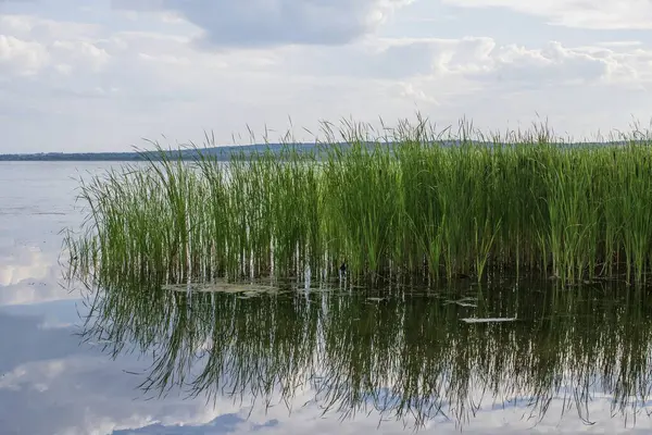 Yeşil sazlıklar ve nehir kıyısındaki sudaki yansıma ile sulak alanların sakin manzarası