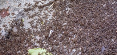 Emekleyen Böceklerin Asfalt Macro Fotoğrafında Büyük Karınca Sürüsü