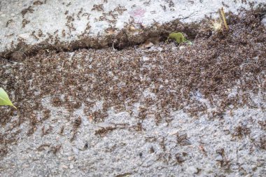 Emekleyen Böceklerin Asfalt Macro Fotoğrafında Büyük Karınca Sürüsü