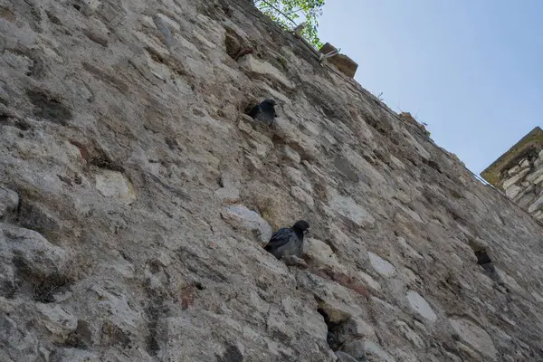 İstanbul 'daki Antik Taş Duvarın Boşluklarına Yuvalanmış Güvercinler