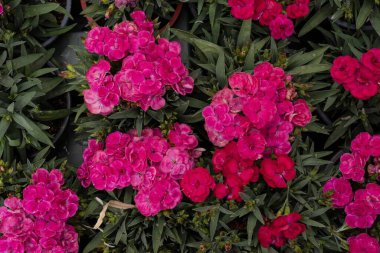 Yeşil yapraklarla süslenmiş parlak pembe karanfil çiçekleri.