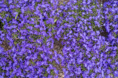 Mor lobelia çiçekleri saksıda çakılların üzerinde. Çiçek arkaplan. Peyzaj tasarımı.