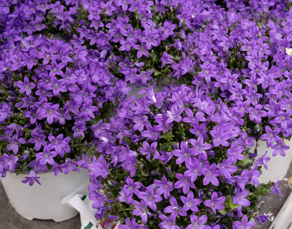 Mor lobelia çiçekleri saksıda çakılların üzerinde. Çiçek arkaplan. Peyzaj tasarımı.