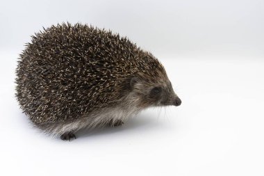 Kirpi beyaz arka planda izole edilmiş, vahşi Avrupa memelilerine yakın çekim