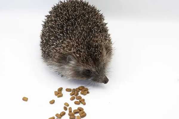 Avrupalı Kirpinin Beyaz İzole Edilmiş Vahşi Yaşam Stüdyosunun Yakın Çekimi