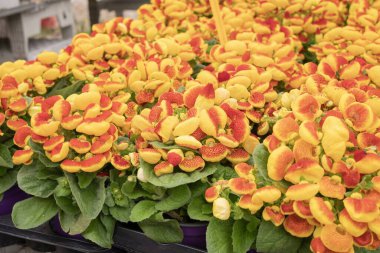 Parlak sarı ve kırmızı kalsiyum çiçekleri çiçek açmış. Çiçeksel doğa geçmişi.