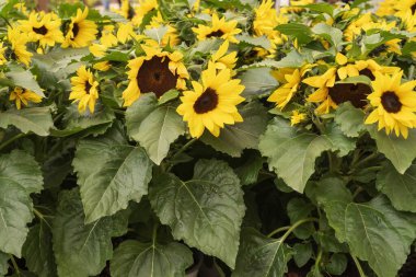 Yaz bahçesinde yeşil yapraklı arılarla çiçek açan ayçiçeklerinin yakın çekimi.