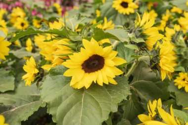 Yaz bahçesinde yeşil yapraklı arılarla çiçek açan ayçiçeklerinin yakın çekimi.
