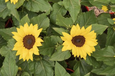 Yaz bahçesinde yeşil yapraklı arılarla çiçek açan ayçiçeklerinin yakın çekimi.