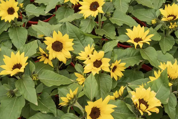 Yaz bahçesinde yeşil yapraklı arılarla çiçek açan ayçiçeklerinin yakın çekimi.