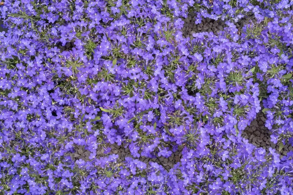 Bahçedeki çiçeklerin açtığı parlak mavi lobelia çiçeklerinden oluşan bir arka plan. Tasarım için doğal çiçek arkaplanı.