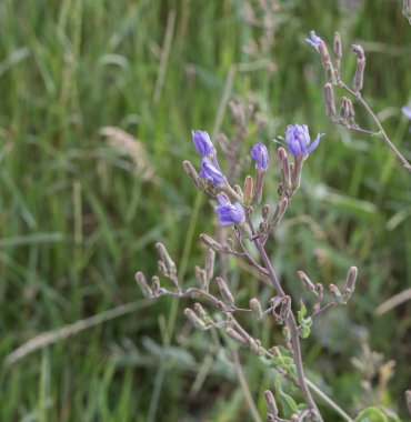 Mor tomurcuklu yabani hindiba bitkisi ve yumuşak odaklı makro doğa fotoğrafında yeşil çimen.