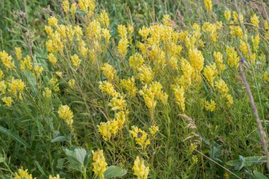 Yaz Çayırı Kapanışında Sarı Yabani Çiçekler