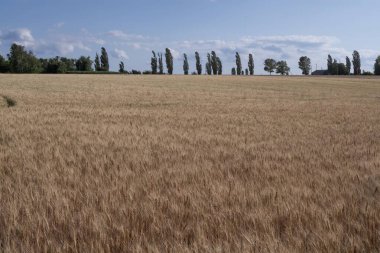 Gün batımında mavi gökyüzünün altında yeşil ağaçlı altın buğday tarlası