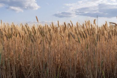 Güneşli bir günde mavi gökyüzüne yakın altın buğday kulakları Yazın olgunlaşmış tahıl tarlalarına karşı