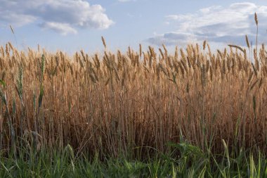Güneşli bir günde mavi gökyüzüne yakın altın buğday kulakları Yazın olgunlaşmış tahıl tarlalarına karşı