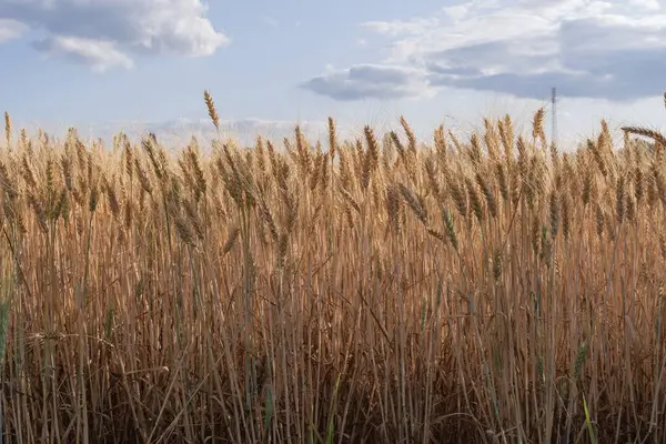 Güneşli bir günde mavi gökyüzüne yakın altın buğday kulakları Yazın olgunlaşmış tahıl tarlalarına karşı