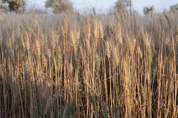 Gün batımında mavi gökyüzünün altında yeşil ağaçlı altın buğday tarlası