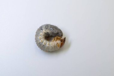 Melolontha larvasının beyaz arka plan makro fotoğrafçılığında izole edilmiş, horoz larvalarına yakın çekim